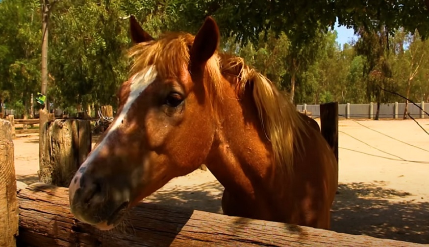 Australija: Fajzerova vakcina povezana sa smrću zdravih konja