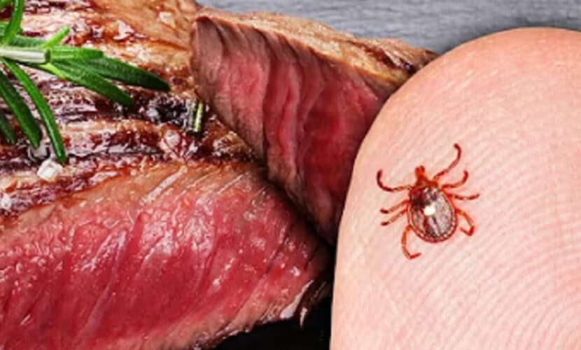 “Etika” klimatskog ludila: Američki profesori predlažu širenje krpelja da izazovu alergiju na meso i smanje emisije CO₂