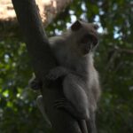 ФАУЧИЈЕВИ ТРАНС МАЈМУНИ И МРНК ЕКСПЕРИМЕНТИ: Како су државна средства коришћена за хормонске и вакциналне тестове на животињама