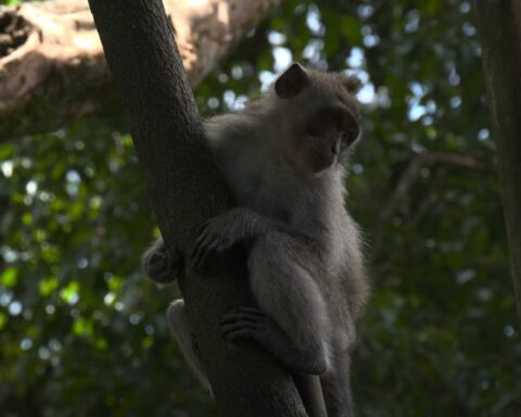 ФАУЧИЈЕВИ ТРАНС МАЈМУНИ И МРНК ЕКСПЕРИМЕНТИ: Како су државна средства коришћена за хормонске и вакциналне тестове на животињама