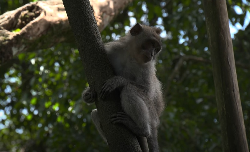 ФАУЧИЈЕВИ ТРАНС МАЈМУНИ И МРНК ЕКСПЕРИМЕНТИ: Како су државна средства коришћена за хормонске и вакциналне тестове на животињама