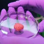 Sve što treba da znate o "mesu iz laboratorije": Istina o etici i bezbednosti