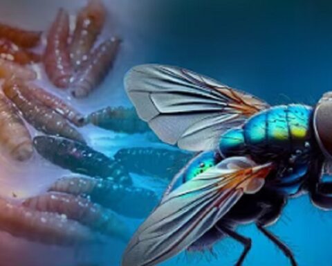 Америка потврдила први случај „муве месождерке“ код човека