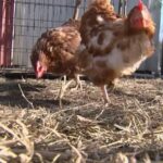 Птичји грип затвара паркове и прети туристичким знаменитостима у Андалузији