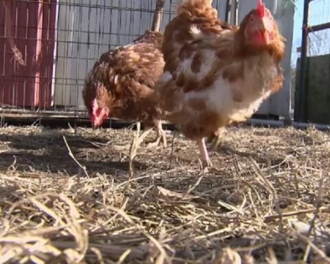 Птичји грип затвара паркове и прети туристичким знаменитостима у Андалузији