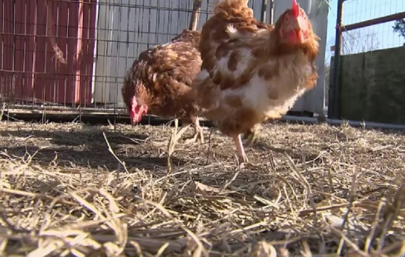 Птичји грип затвара паркове и прети туристичким знаменитостима у Андалузији