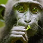 Бајденова администрација трошила 10 милиона долара на „трансродне пацове и мајмуне“