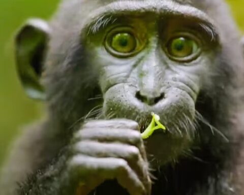 Бајденова администрација трошила 10 милиона долара на „трансродне пацове и мајмуне“