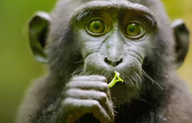 Бајденова администрација трошила 10 милиона долара на „трансродне пацове и мајмуне“