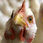 Холандија уништава 161.000 кока носиља због новог таласа птичјег грипа