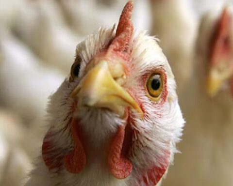 Холандија уништава 161.000 кока носиља због новог таласа птичјег грипа