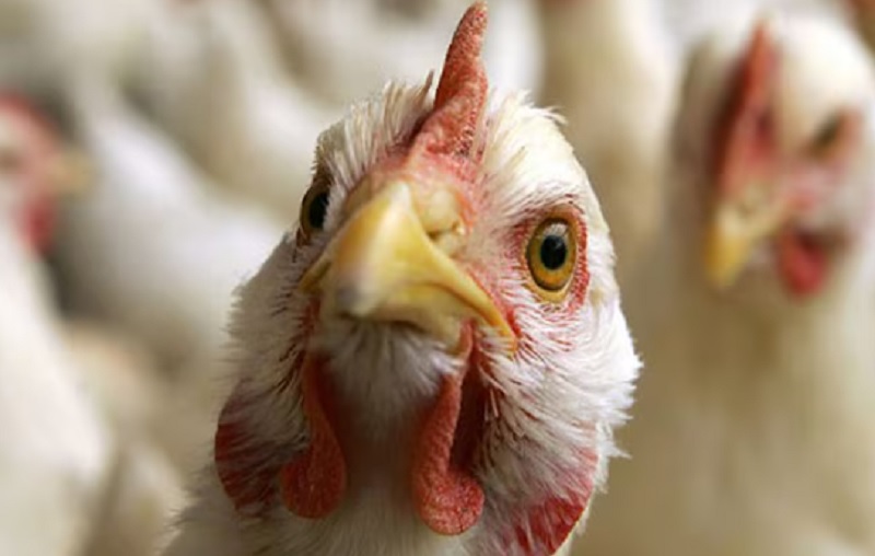 Холандија уништава 161.000 кока носиља због новог таласа птичјег грипа