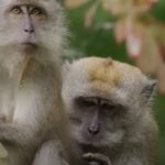 Научници обрнули старење код мајмуна помоћу „супер“ матичних ћелија