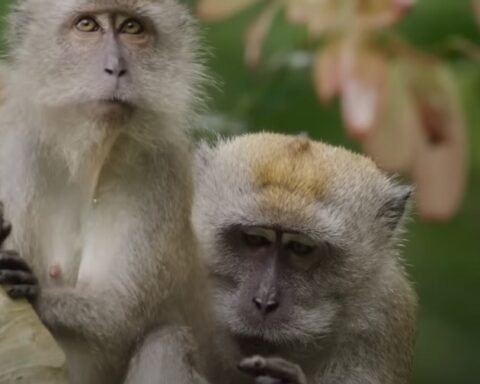 Научници обрнули старење код мајмуна помоћу „супер“ матичних ћелија