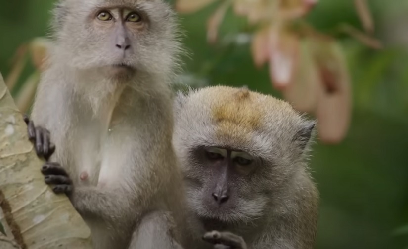 Научници обрнули старење код мајмуна помоћу „супер“ матичних ћелија