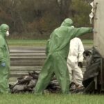 Птичји грип се брзо шири Немачком: Угрожава фарме и дивље птице