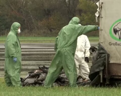 Птичји грип се брзо шири Немачком: Угрожава фарме и дивље птице