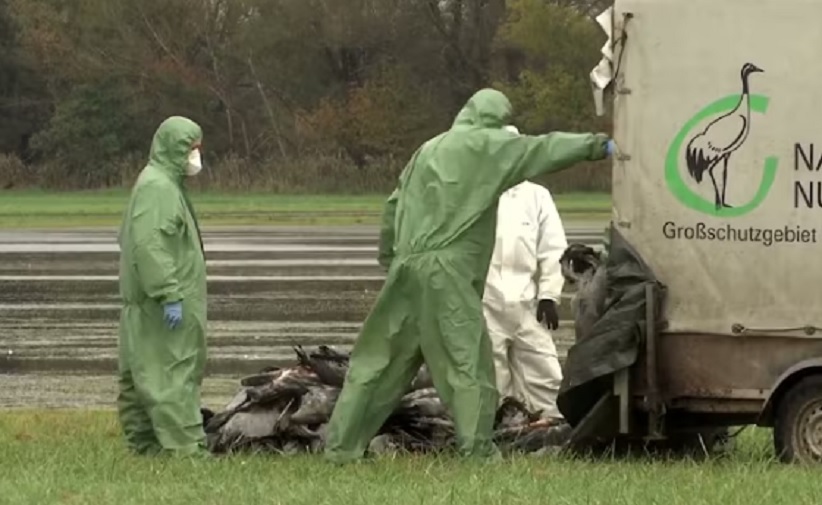 Птичји грип се брзо шири Немачком: Угрожава фарме и дивље птице