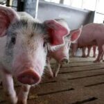 Тaјван открио прве случајеве афричке куге свиња: Масовно клање и ванредне мере