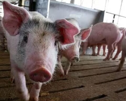 Тaјван открио прве случајеве афричке куге свиња: Масовно клање и ванредне мере