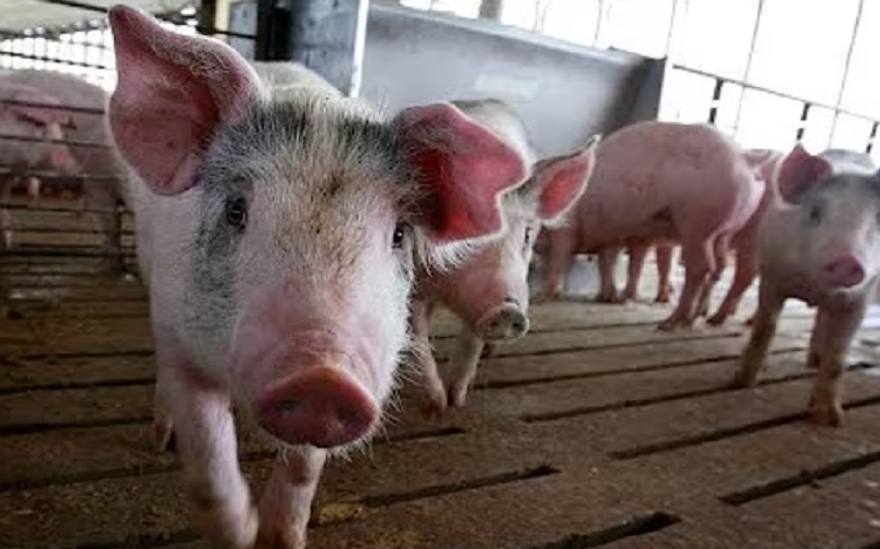 Тaјван открио прве случајеве афричке куге свиња: Масовно клање и ванредне мере