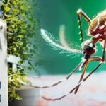 СЗО УПОЗОРАВА: Вирус чикунгуња се враћа, опасност од ширења на још више земаља