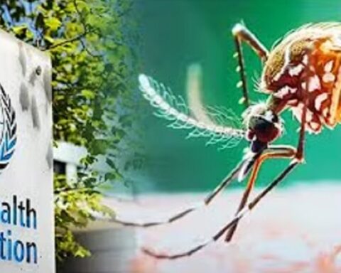 СЗО УПОЗОРАВА: Вирус чикунгуња се враћа, опасност од ширења на још више земаља