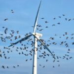 Ветропаркови уништавају природу: Милиони слепих мишева и хиљаде птица страдају сваке године