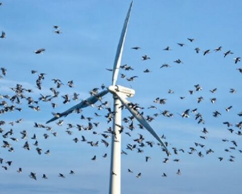 Ветропаркови уништавају природу: Милиони слепих мишева и хиљаде птица страдају сваке године