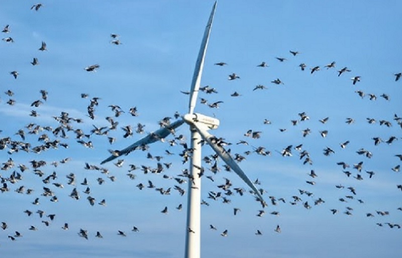 Ветропаркови уништавају природу: Милиони слепих мишева и хиљаде птица страдају сваке године