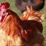 Чешка уништава 70.000 кокошака због птичјег грипа