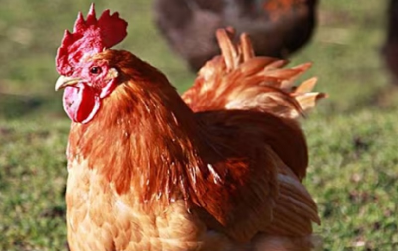 Чешка уништава 70.000 кокошака због птичјег грипа