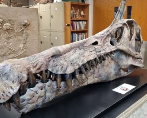 U Sahari otkrivena nova vrsta dinosaurusa stara 95 miliona godina