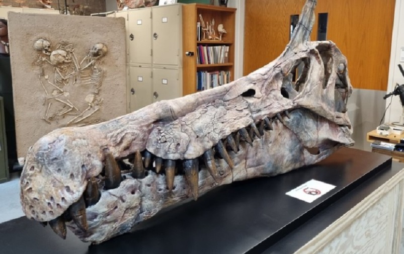 U Sahari otkrivena nova vrsta dinosaurusa stara 95 miliona godina