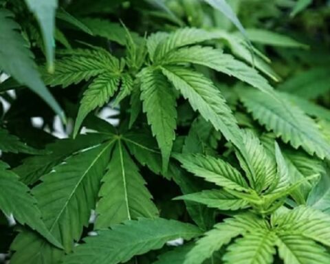 Upotreba kanabisa kod tinejdžera udvostručuje rizik od psihotičnih i bipolarnih poremećaja