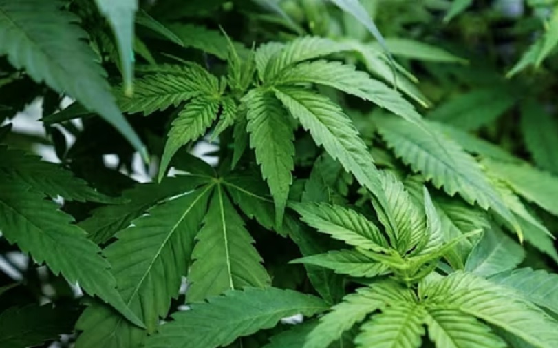 Upotreba kanabisa kod tinejdžera udvostručuje rizik od psihotičnih i bipolarnih poremećaja