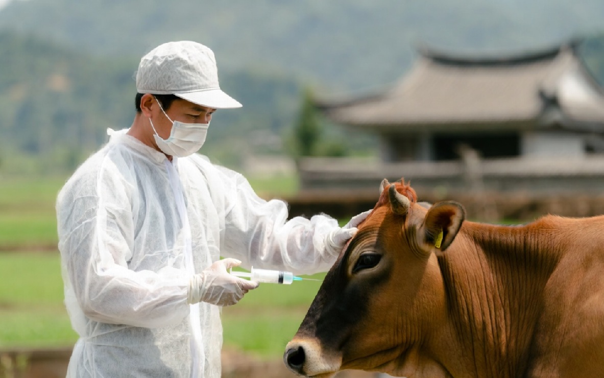 mRNA vakcine ulaze u lanac ishrane? Kina testira mRNA na kravama!