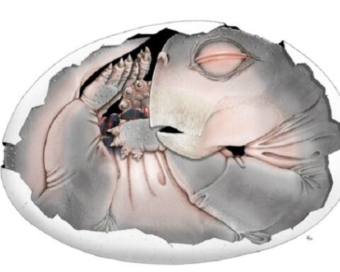 Fosil star 250 miliona godina otkriva: Preci sisara polagali jaja