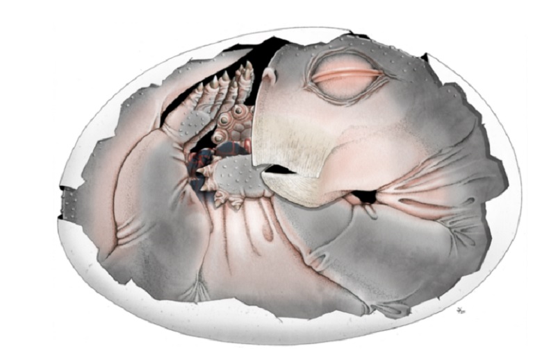 Fosil star 250 miliona godina otkriva: Preci sisara polagali jaja